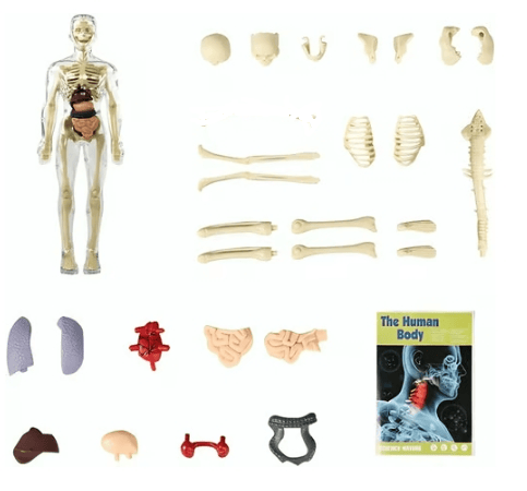 π§ββοΈ Transparent Human Body Structure Model β¨