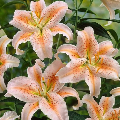 🌸 Rare Color Lily Bulbs– Blooms of Elegance and Grace 🌸