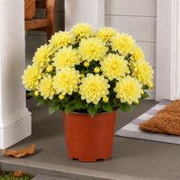 Soft Yellow