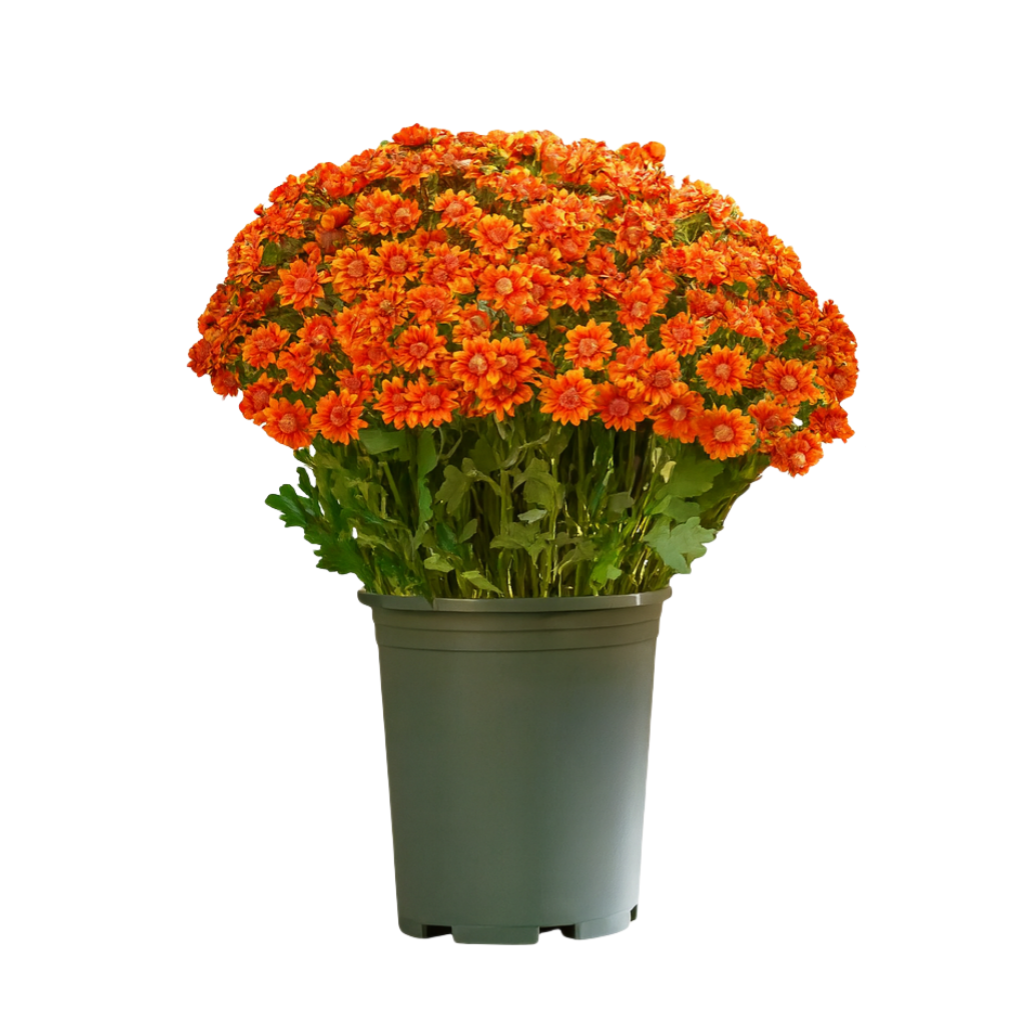 🌼Artificial Outdoor Sunset Mums Flowers - UV resistant, Waterproof, Windproof