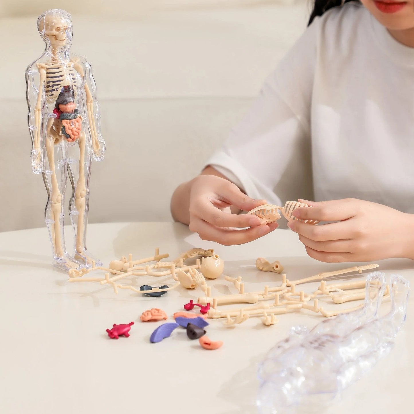 🧑‍⚕️ Transparent Human Body Structure Model ✨