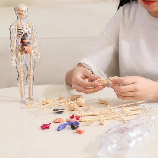 🧑‍⚕️ Transparent Human Body Structure Model ✨