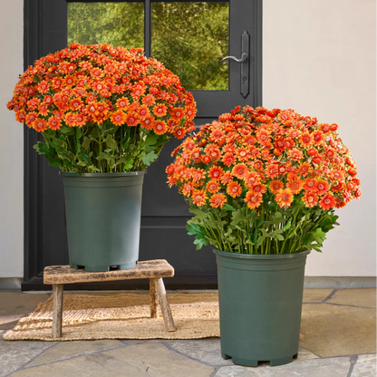 🌼Artificial Outdoor Sunset Mums Flowers - UV resistant, Waterproof, Windproof