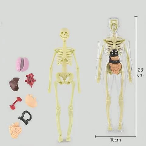 🧑‍⚕️ Transparent Human Body Structure Model ✨