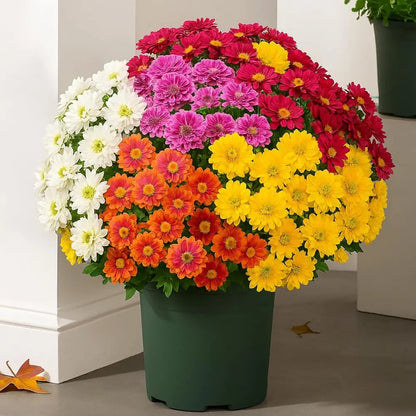 🌼Artificial Outdoor Sunset Mums Flowers - UV resistant, Waterproof, Windproof
