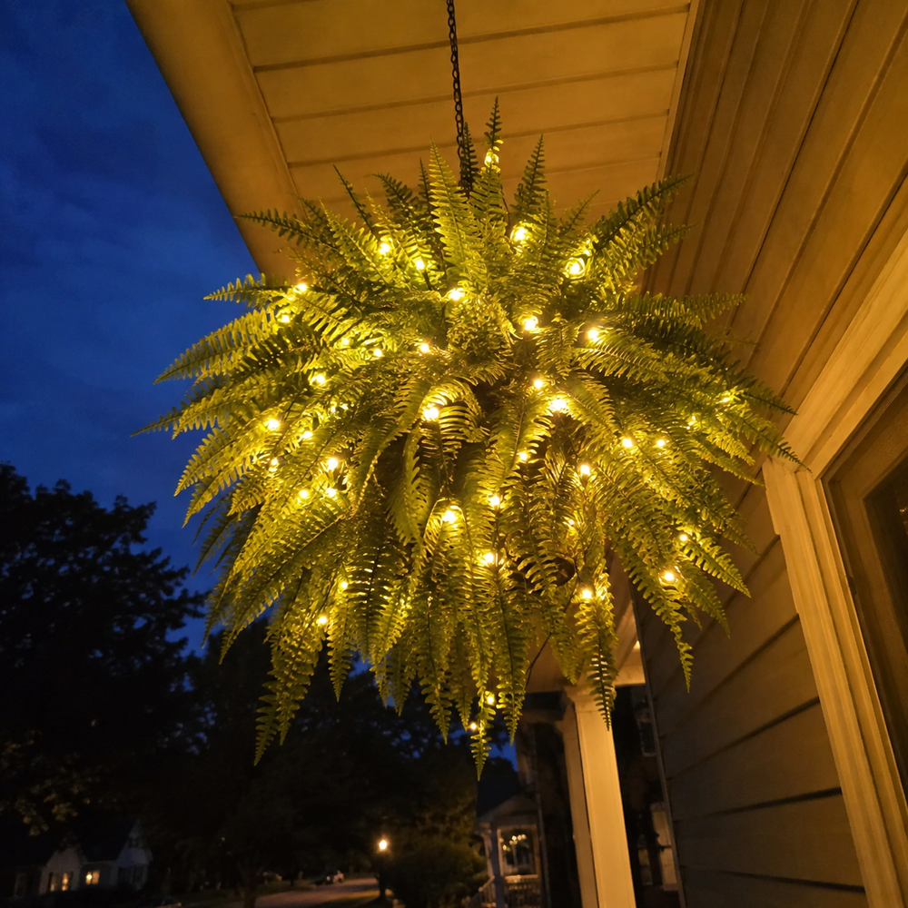 Customer photo of glowing Boston fern