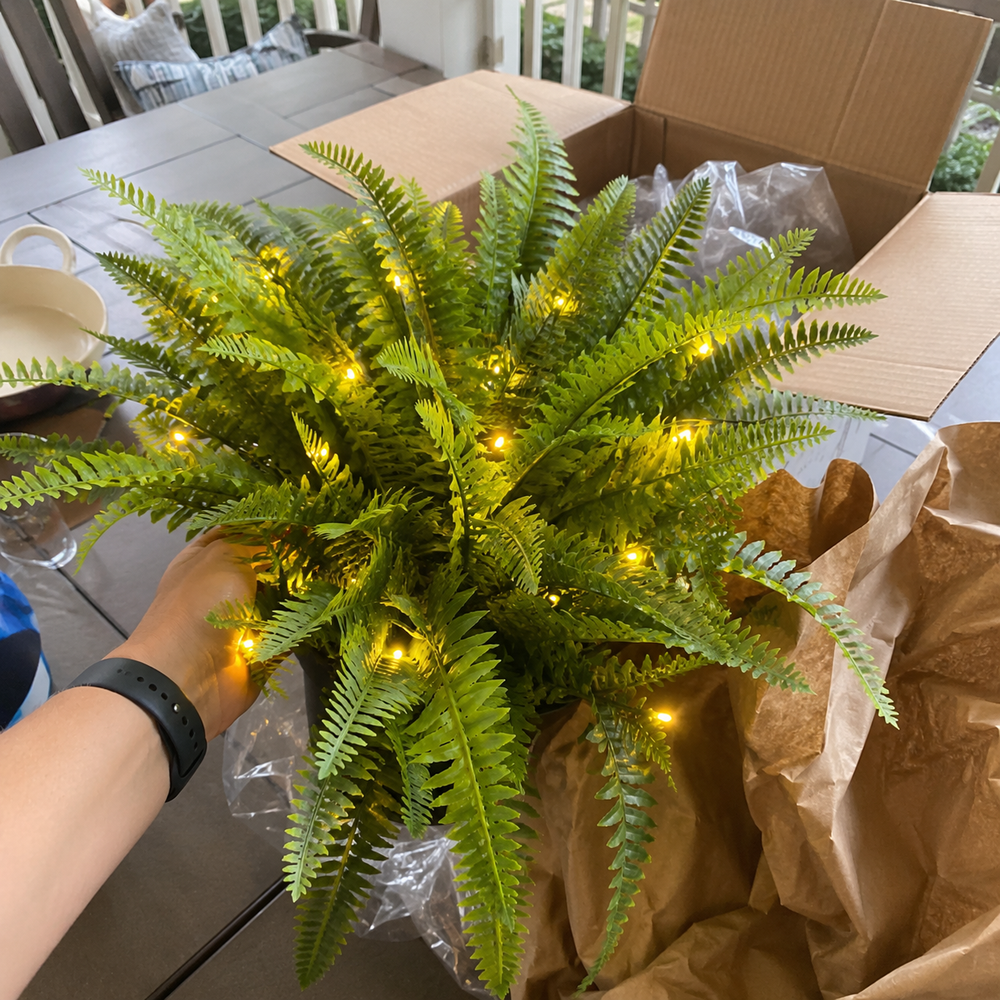 Boston fern customer unboxing photo