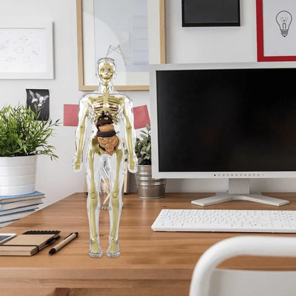 🧑‍⚕️ Transparent Human Body Structure Model ✨