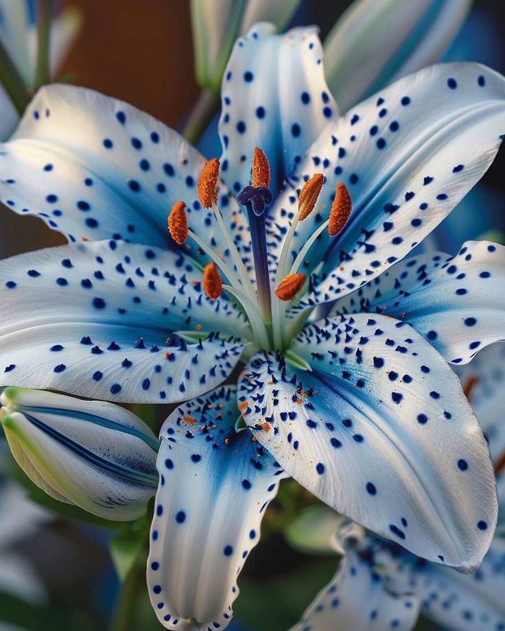 🌸 Rare Color Lily Bulbs– Blooms of Elegance and Grace 🌸
