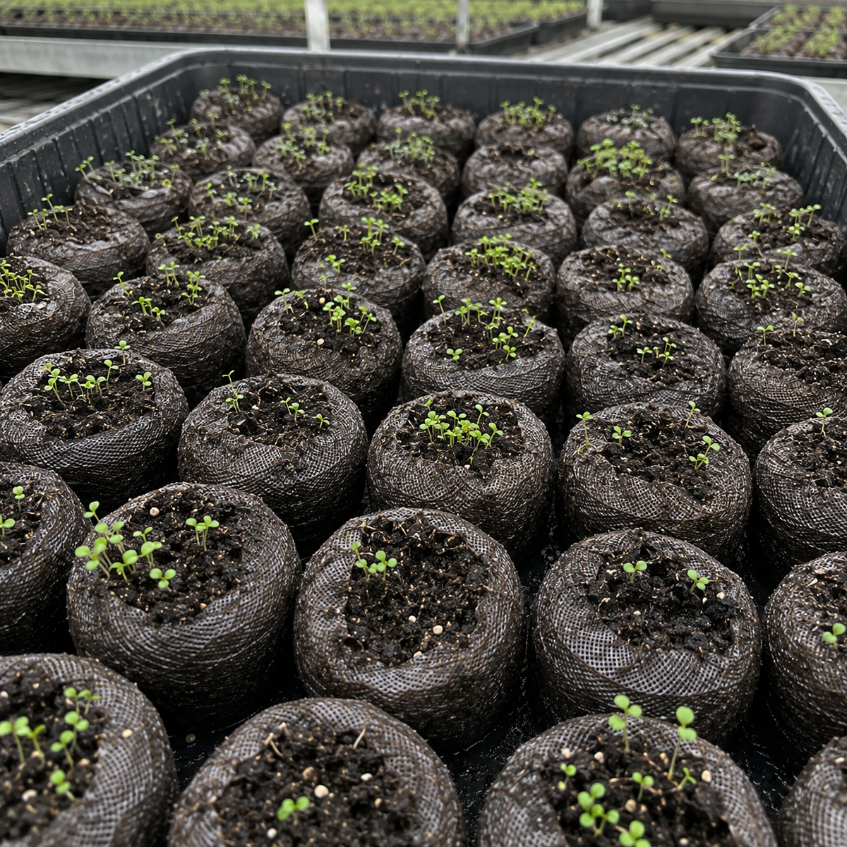creeping thyme seedlings
