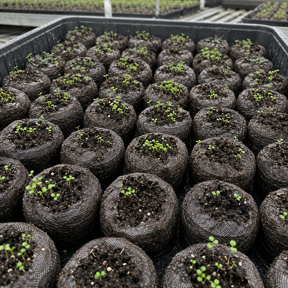 creeping thyme seedlings