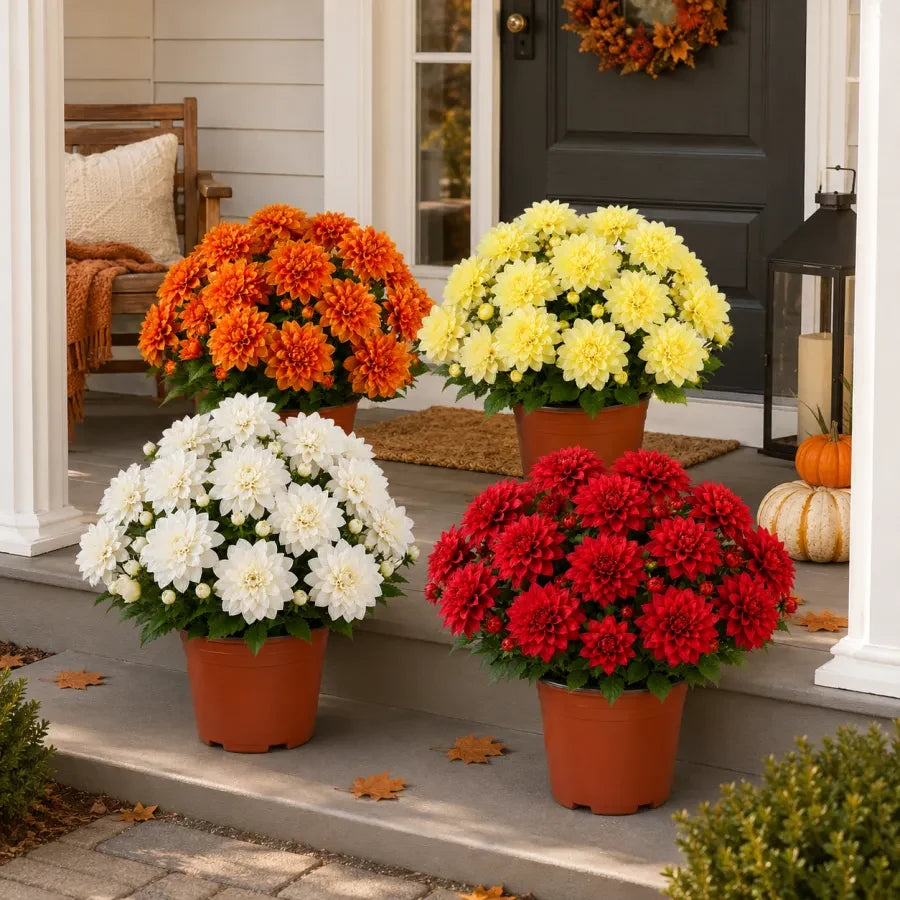 Four color options for faux dahlia pot filler