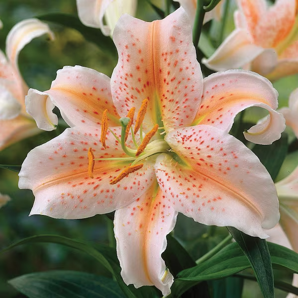 🌸 Rare Color Lily Bulbs– Blooms of Elegance and Grace 🌸