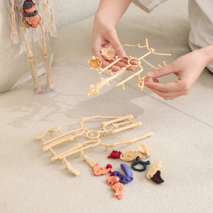 🧑‍⚕️ Transparent Human Body Structure Model ✨