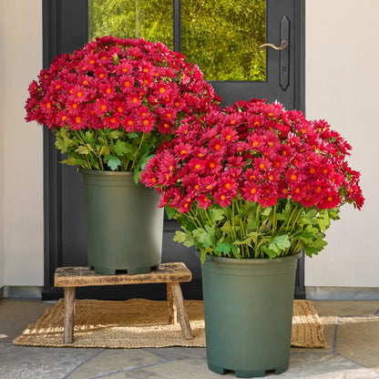 🌼Artificial Outdoor Sunset Mums Flowers - UV resistant, Waterproof, Windproof