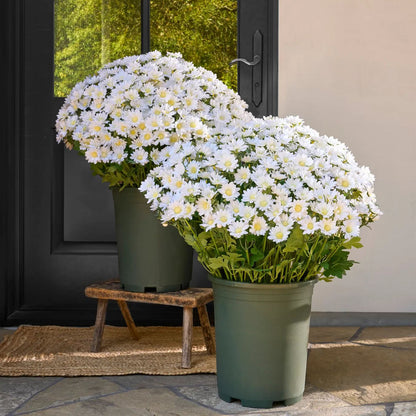 🌼Artificial Outdoor Sunset Mums Flowers - UV resistant, Waterproof, Windproof