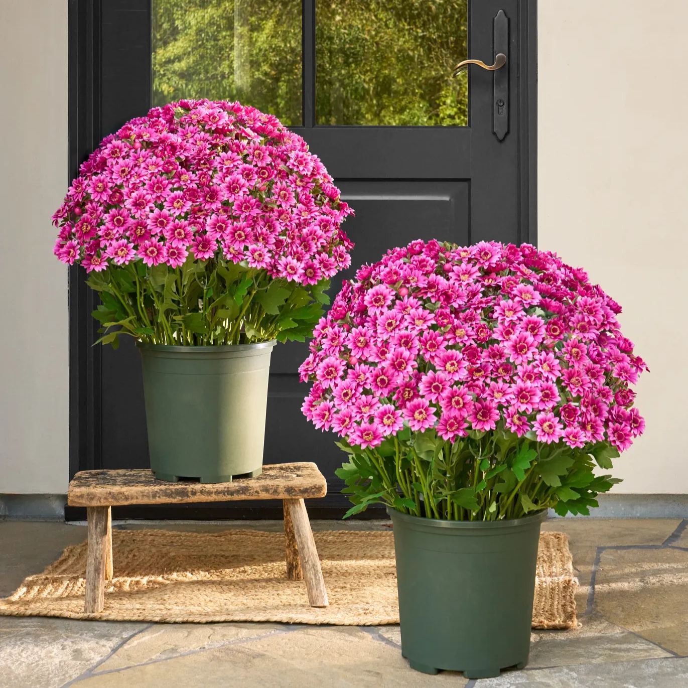 🌼Artificial Outdoor Sunset Mums Flowers - UV resistant, Waterproof, Windproof