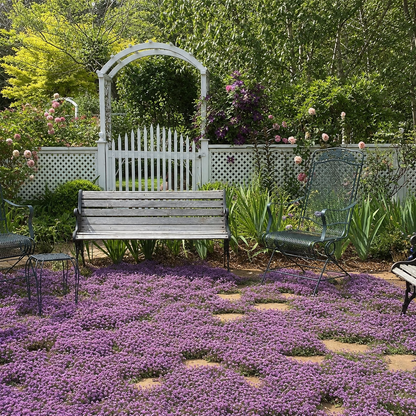 purple creeping thyme seeds
