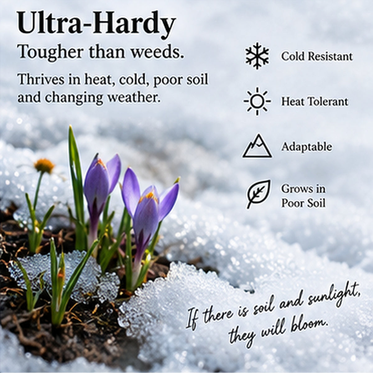 ✨Early Holiday Sale 45% OFF🌱 Timeless Seed Calendar 2027 | A Year of Growing Joy